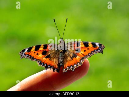 Newly emerged from chrysalis, a Small Tortoiseshell butterfly dries its wings in the sun moments before taking its very first flight. Stock Photo