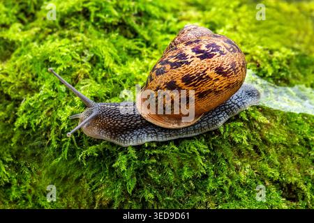 Brown garden snail gliding across vibrant green moss, showcasing its beautifully patterned shell in a peaceful woodland close-up. Stock Photo