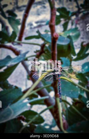 Odonata. A dragonfly with blue and red coloring and transparent wings. A dragonfly sitting on a branch of a fig bush Stock Photo