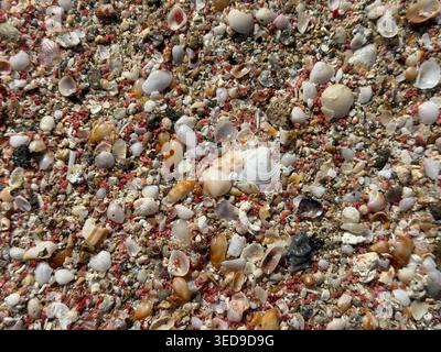 Here are a few title options for the shell/pebble beach texture shot:  Descriptive/SEO-friendly:  "Colorful Seashells and Pebbles on Sandy Beach, Clos Stock Photo