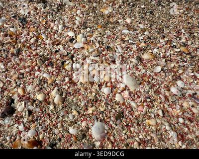 Here are a few title options for the shell/pebble beach texture shot:  Descriptive/SEO-friendly:  "Colorful Seashells and Pebbles on Sandy Beach, Clos Stock Photo
