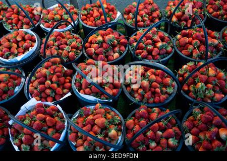 Baskets of fresh strawberries are arranged in rows on a surface. Stock Photo