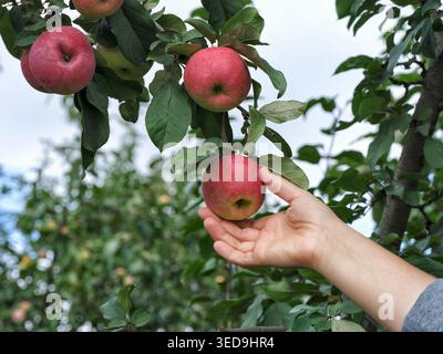 A woman reaching out to pick a ripe red apple from a lush tree branch in an orchard during the autumn harvest. Close up. Stock Photo