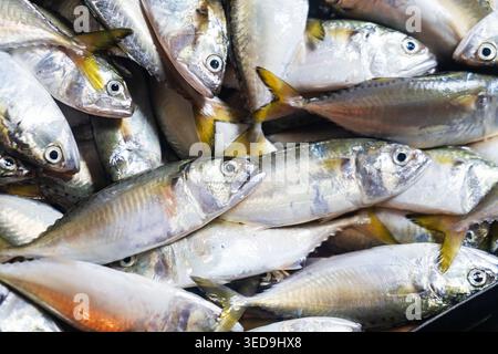 Close-up image of a pile of fresh silver fish with shiny scales and bright eyes, showcasing their freshness, suitable for seafood or culinary content. Stock Photo