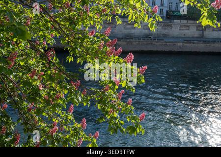 Shady trees line the riverside in Nanxi Water Town, Nanxi Town, Puning ...