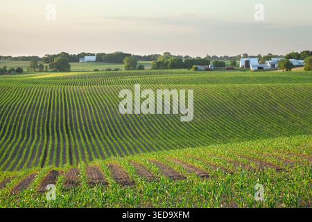 Field of young corn and farms on rolling hills at sunset on a spring afternoon in central Minnesota Stock Photo