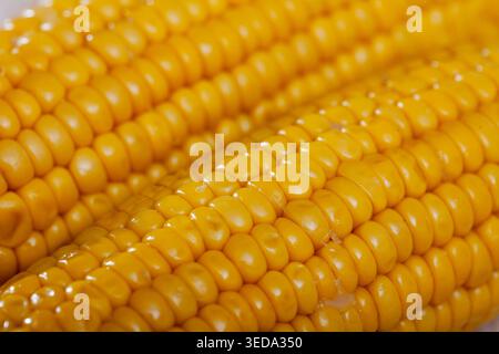 Closeup of boiled maize cobs Stock Photo