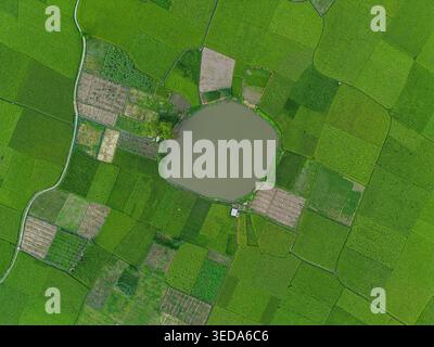 Heart Rice Paddy Vibrant green rice paddy fields stretching across the rural landscape ...