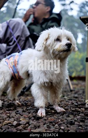 Adorable Fluffy White Poodle Looking at Camera in Natural Light Stock Photo