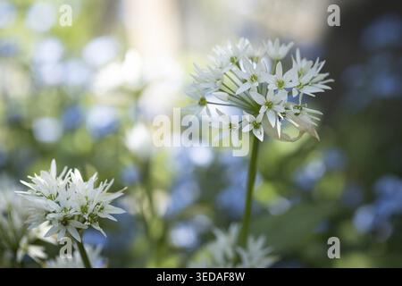 White wild garlic flowers (Allium ursinum) surrounded by green leaves, Neunkirchen, Lower Austria, Austria Stock Photo