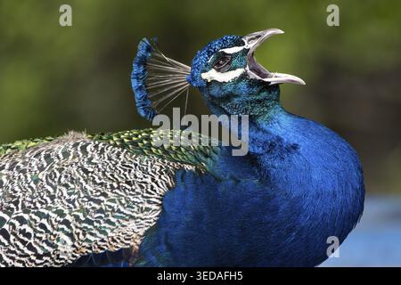 Zoology, male peacock with open beak screaming, peacock cry, head feathers in dark blue standing from the head, male peacock posing, plumage of a male Stock Photo