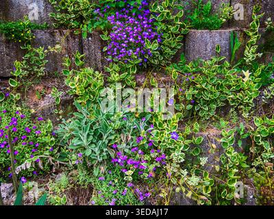 Purple flowers on the wall springtime landscape Stock Photo