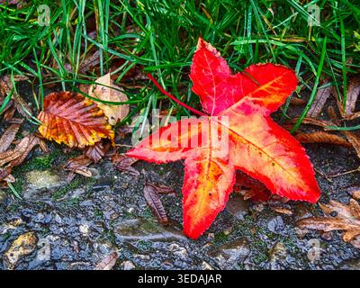 Red fallen maple leaf autumn nature landscape Stock Photo