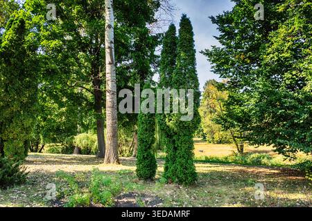 Thuja occidentalis in the park. Nature of Dendrologischer Park Oleksandrija Stock Photo