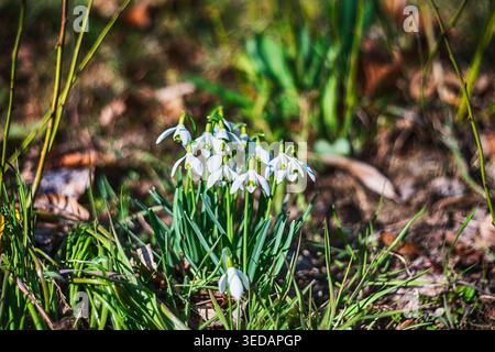 White snowdrops among dry grass wild nature for publication and decoration Stock Photo