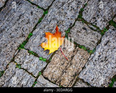 Yellow maple leaf lies on an old rocky road nature and symbol Stock Photo