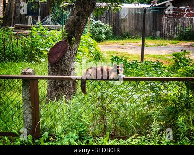 The cat is lying on the fence street landscape Stock Photo