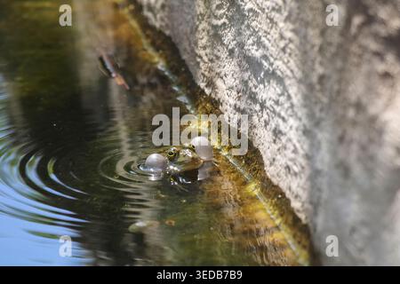 Green frog emerging from dark water near a concrete wall, inflating its vocal sacs to croak, creating ripples on the water's surface in its natural ha Stock Photo