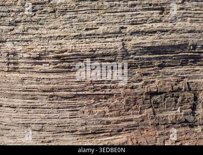 Natural Abstract Patterns in Decaying Timber 2 Stock Photo