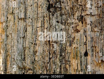 Natural Abstract Patterns in Decaying Timber Stock Photo
