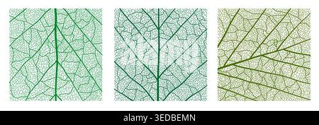 Green tree leaf veins closeup texture pattern Stock Vector