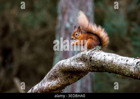 Red squirrel on a log - Red squirrel eating a nut whilst perched on a fallen branch in the Cairngorms, Scotland Stock Photo