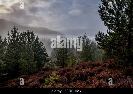 Mist in the trees - Mist hanging over the trees of the Cairngorms, Scotland Stock Photo