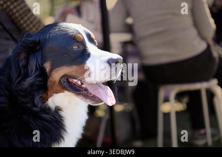 Tri-color Bernese Mountain Dog resting outdoors in bright sunlight. Its tongue is visible as it observes its surroundings, with blurred individuals in Stock Photo