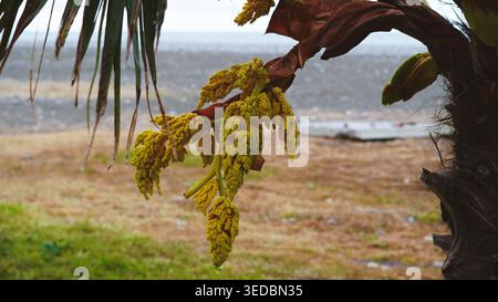 Close up of yellow palm tree blossoms with a blurred coastal background in Batumi Stock Photo