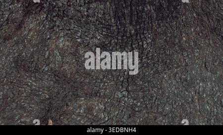 Detailed close up texture of dark, rough tree bark with deep cracks and ridges. Stock Photo