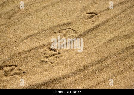 Bird Footprints in Sand Texture Background, Minimal Nature Concept Stock Photo