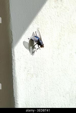 A fly on a wall Stock Photo