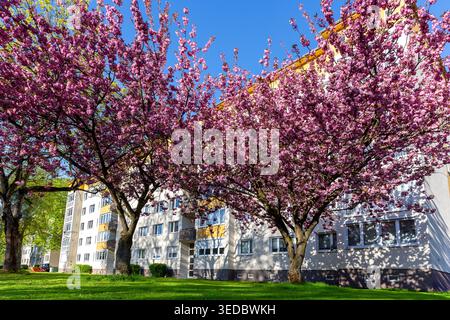 Spring scene Magdeburg blooming cherry trees dense pink canopy green lawn residential buildings area blue sky. Sunlight shadows facade grass calm Stock Photo