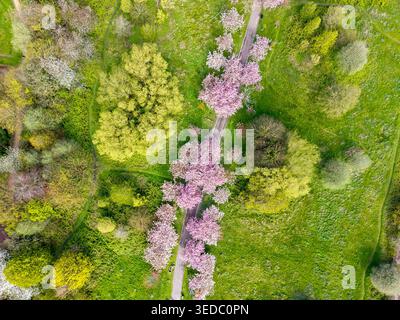 Top down view of vibrant pink cherry blossoms in bloom along the walkways of the public gardens in Wavertree, Liverpool. Stock Photo