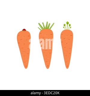 Multiple carrots vector set, fresh vegetable icons in flat style Stock Vector