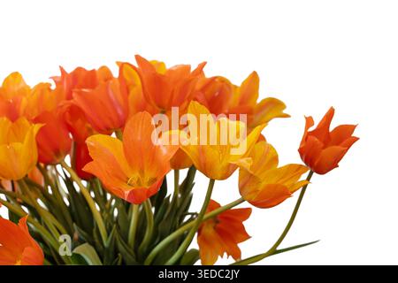 Orange and Yellow Tulips Isolated on White Stock Photo