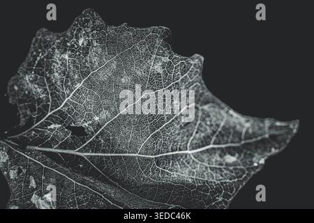Black and white detailed leaf against a black background. Leaf vein structure visible in detail. Stock Photo