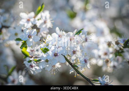 A detailed, close-up shot of a fruit tree branch in full spring bloom showcases a delicate mixture of white blossoms, developing buds, and fresh green Stock Photo