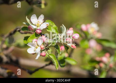 A detailed, close-up shot of an apple tree branch in full spring bloom showcases a delicate mixture of white blossoms, developing buds, and fresh gree Stock Photo