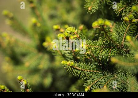 Close-up view of a pine branch with fresh new growth those lighter, soft-looking tips are newly emerged needles Stock Photo