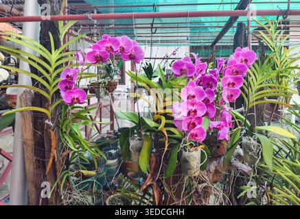 Phalaenopsis orchids (moth orchids), Can Tho, Vietnam, home gardening Stock Photo