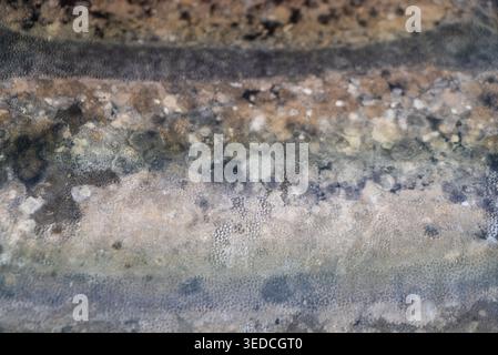 This close-up image features an abstract texture with a blend of earthy colors. The intricate details and patterns create a natural elegance suitable Stock Photo