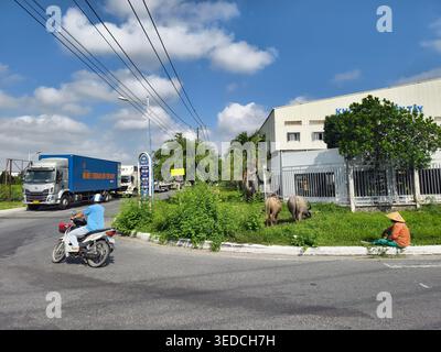 water buffaloes grazing in a grassy area outside of facilities in Tra Noc Industrial Zone, Can Tho, Vietnam Stock Photo