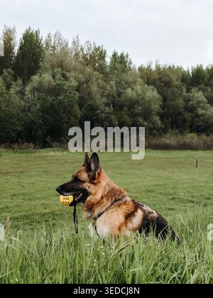 German Shepherd sitting in tall grass holding yellow ball in mouth. Active working dog concept for pet training, obedience and outdoor play. Stock Photo