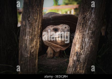 A dramatic, stage-lit close-up portrait of a gigantic old turtle’s eye peering through a wooden fence, with weathered skin, longing hoping in silence Stock Photo