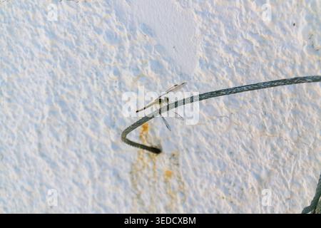 A close-up view of a dragonfly resting on a metal wire against a textured white wall. The intricate details of the wings and body showcase nature's be Stock Photo