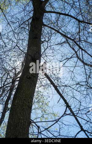 Squirrel is climbing up a tree trunk in a woodland seen from a low angle. Stock Photo