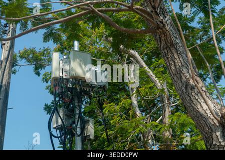 This image features communication equipment installed on a pole among lush green trees, showcasing the blend of technology and nature in our environme Stock Photo