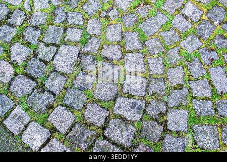 High angle top-down view of aged grey granite cobblestone pavement with vibrant green moss and small weeds growing in the joints. This authentic urban Stock Photo