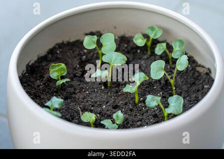 Sprouted Mirabilis flower shoots growing in a pot. Young green seedlings emerging from soil. Early plant growth. Home gardening concept. spring planti Stock Photo